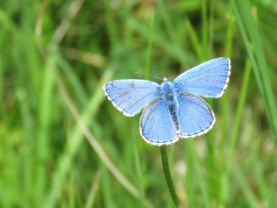 Adonis Blue - Cotley Hill