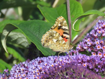 Painted Lady 19th July