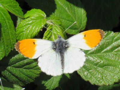 Male Orange-tip 2nd May