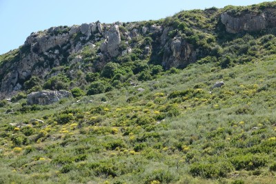 Hillside habitat