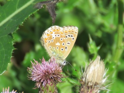 ♀ Common Blue 20th August