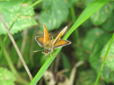 Lulworth Skipper 20th June