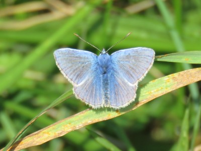 ♂ Common Blue 14th Sept
