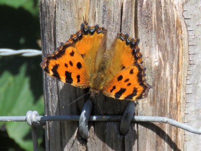 Large Tortoiseshell 17th July