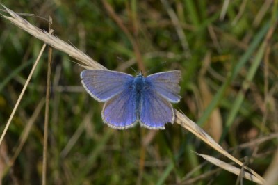 ♂ Common Blue 22nd Sept