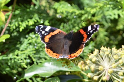 Red Admiral 1st Oct
