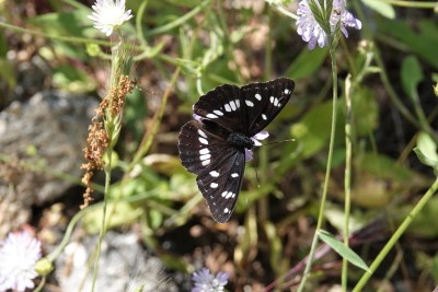 Southern White Admiral