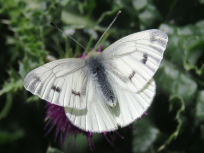 Female Green-veined White 2nd May