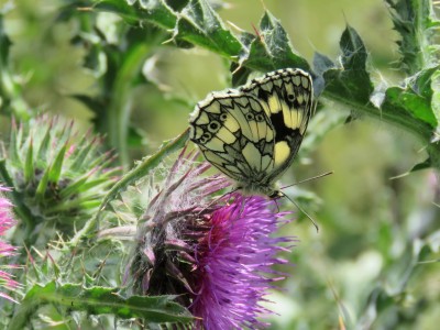 Marbled White 8th June