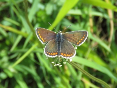 Brown Argus 16th May