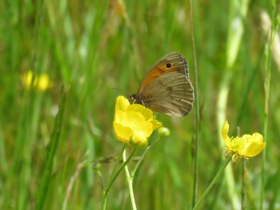 Meadow Brown 27th May
