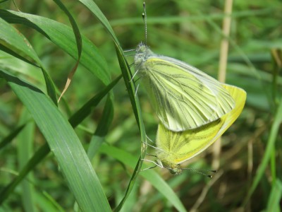 Green-veined Whites 26th Aug