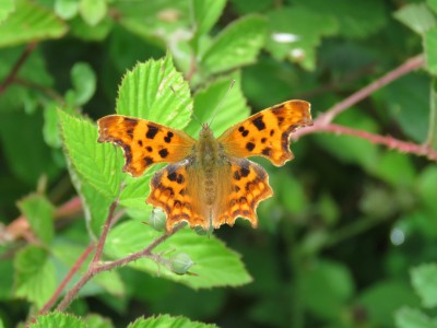 Comma 13th June