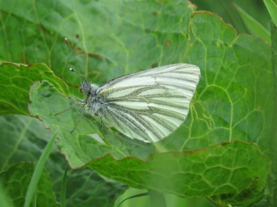 Green-veined White 2nd May