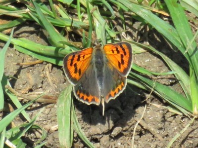 Small Copper 7th May
