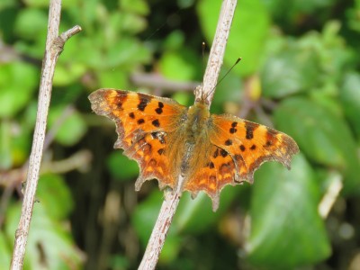 Comma 23rd April