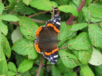 Red Admiral 10th July