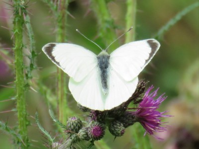 Large White 3rd July