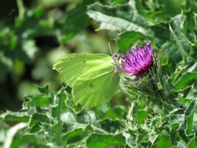 Male Brimstone 23rd April