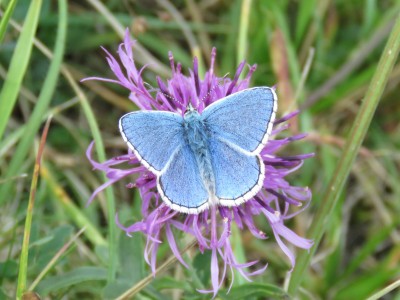 Adonis Blue 18th August