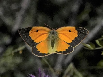 Clouded Yellow