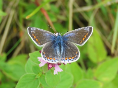 ♀ Common Blue 10th August