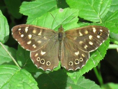 Speckled Wood 20th July