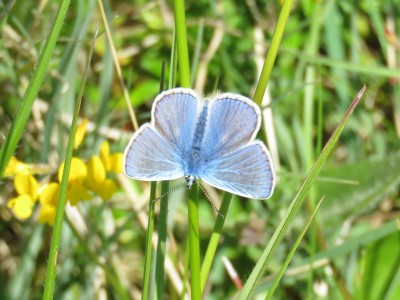 ♂ Common Blue 14th May