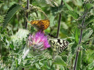 Dark Green Fritillary &amp; Marbled White 8th June