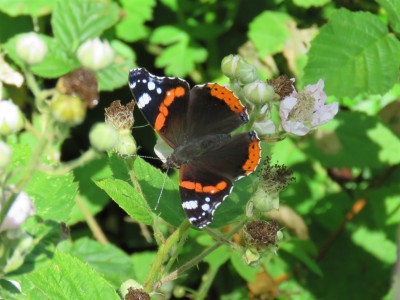 Red Admiral 13th June