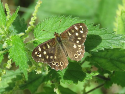 Speckled Wood 18th August