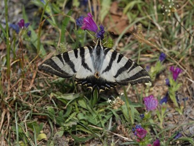 Iberian Scarce Swallowtail  Iphiclides feisthameli