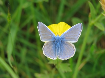 ♂ Common Blue 27th May