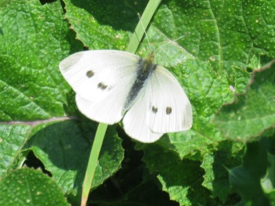 Female Small White