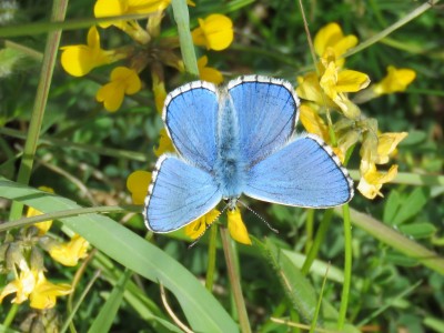 ♂ Adonis Blue 16th May