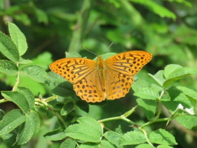 Silver-washed Fritillary 3rd July