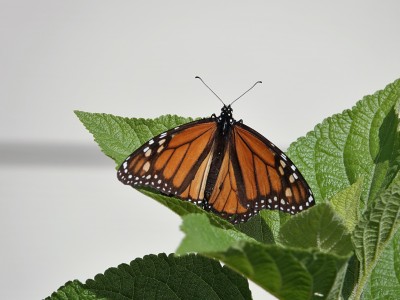 Monarch Danaus plexippus