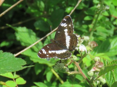 White Admiral 13th June