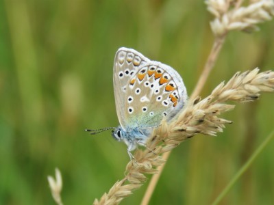 ♂ Common Blue 14th July