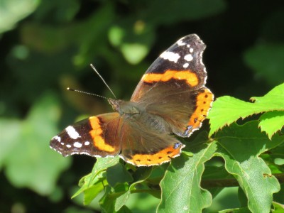 Red  Admiral 20th July