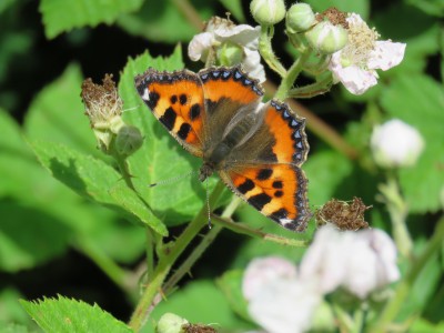 Small Tortoiseshell 13th June