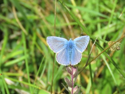 ♂ Common Blue 20th August