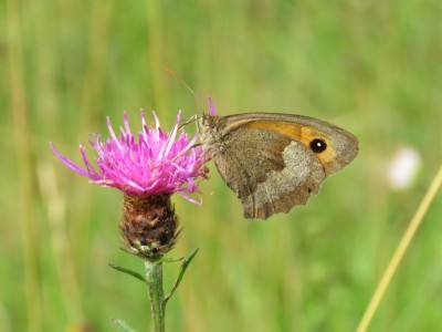 Meadow Brown 23rd Aug
