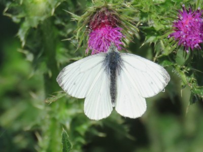 Male Green-veined White 24th April