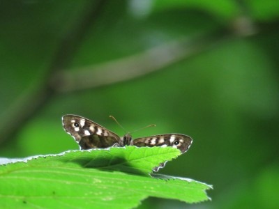Speckled Wood 17th June