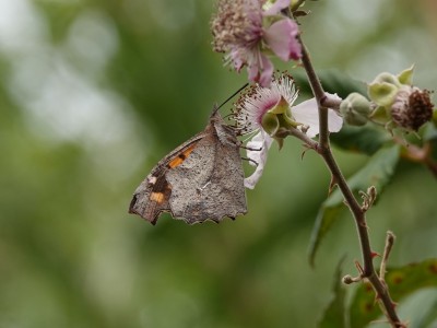 Nettle-tree Butterfly Libythea celtis