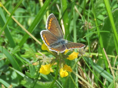 Brown Argus 13th May