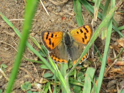 Small Copper 22nd May