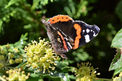 Red Admiral 1st Oct