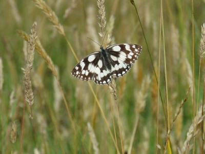 Marbled White 10th July